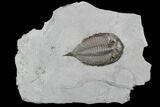 Dalmanites Trilobite Fossil - New York #99020-1